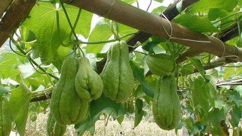 婴儿吃佛手瓜,佛手瓜营养食谱分享