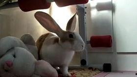 吃瓜兔日常vlog,揭秘日常生活的甜蜜与苦涩