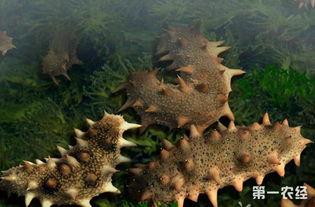 海参养殖爆料怎么做视频,揭秘视频制作全攻略