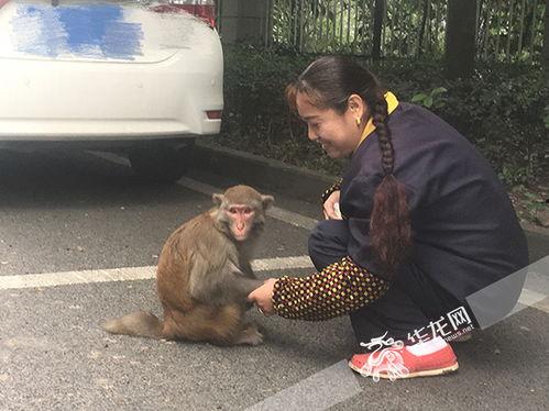 像猴子女网红是谁
