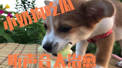 带着小狗吃瓜,温馨日常，欢乐相伴