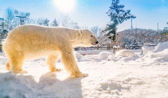 网红圣诞树北海道,北海道圣诞树，冬日童话般的浪漫之旅