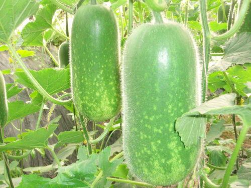 山外日职吃瓜,揭秘校园吃瓜背后的故事