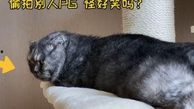吃瓜猫,揭秘娱乐圈背后的那些事儿