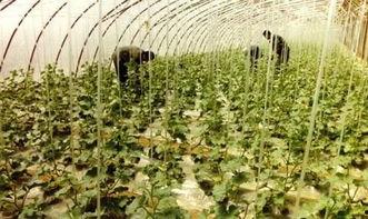 吃瓜群管网,网络舆论场中的“瓜田”风云