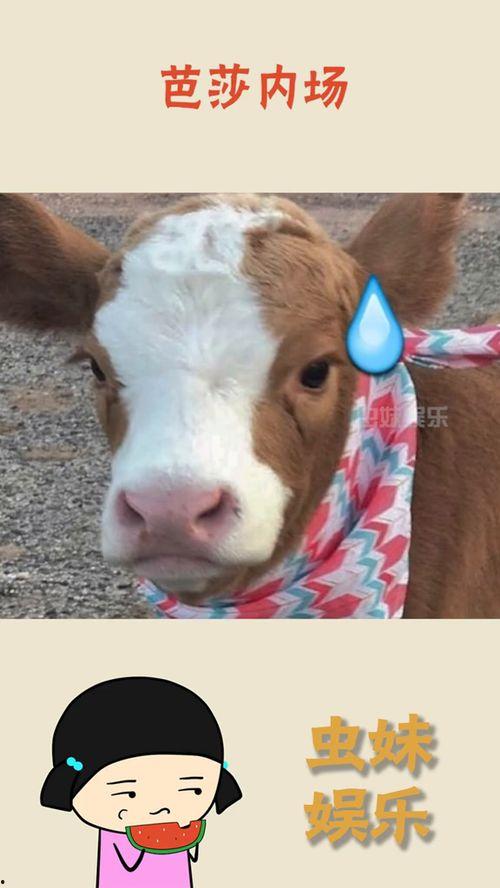 抖音时刻吃瓜,揭秘网红吃瓜背后的故事