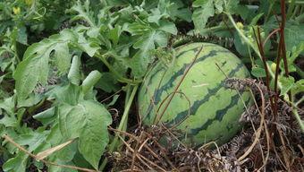 消防演练吃瓜,吃瓜群众见证安全守护